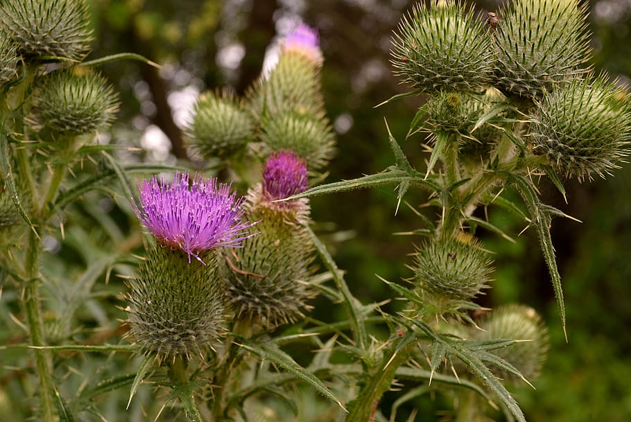 flower, prickle, pink, plant, flowering plant, growth, beauty in nature HD wallpaper