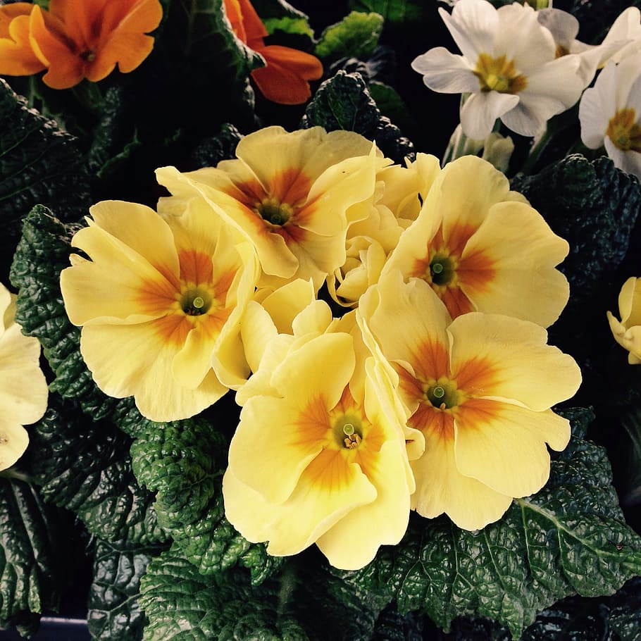 primula, flowers, spring, easter, yellow, cowslip, party, luck HD wallpaper