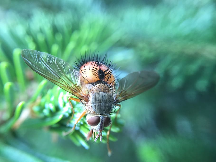 brown fly on green pine tree, insect, wings, nature, bug, creature HD wallpaper