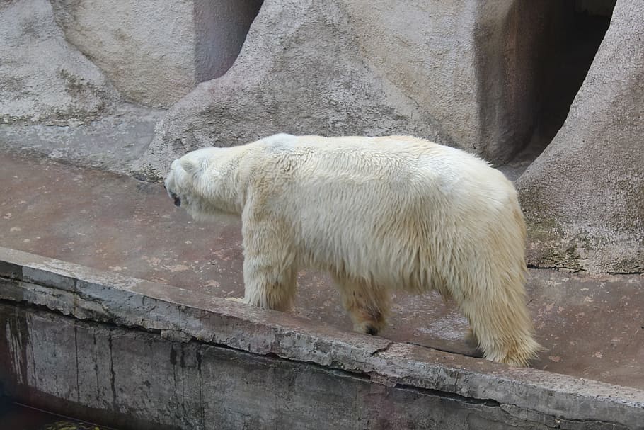 animals, bear, zoo, bears, animal themes, mammal, one animal HD wallpaper