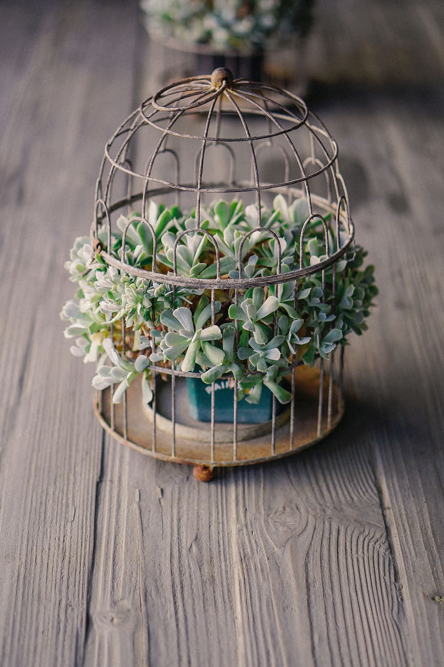 green succulent plant in cage, SUCCULENTCAGE, table, wood - Material HD wallpaper
