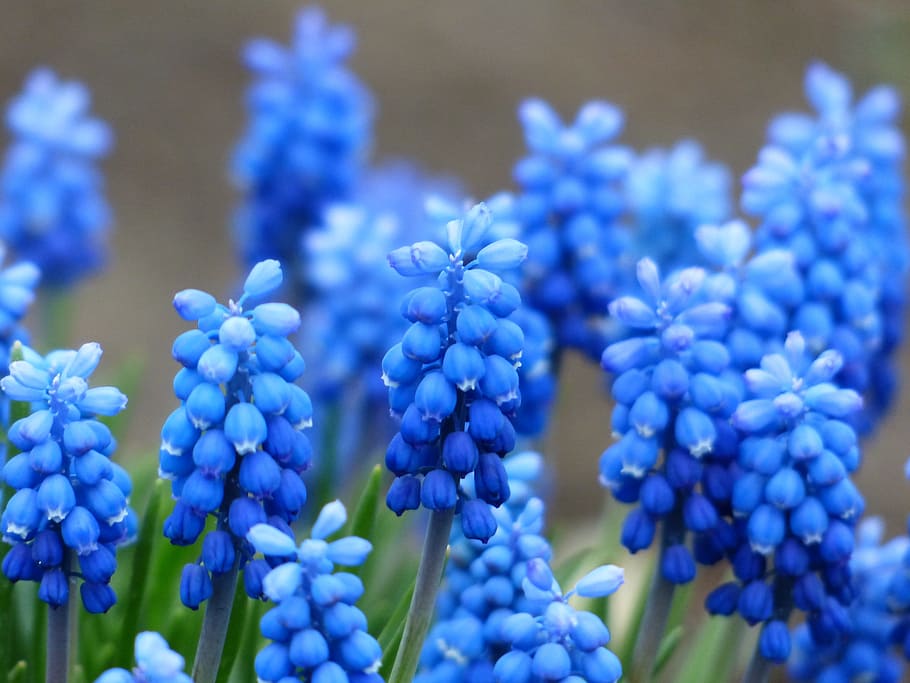 blue grape hyacinth flowers in bloom at daytime, muscari, common grape hyacinth
