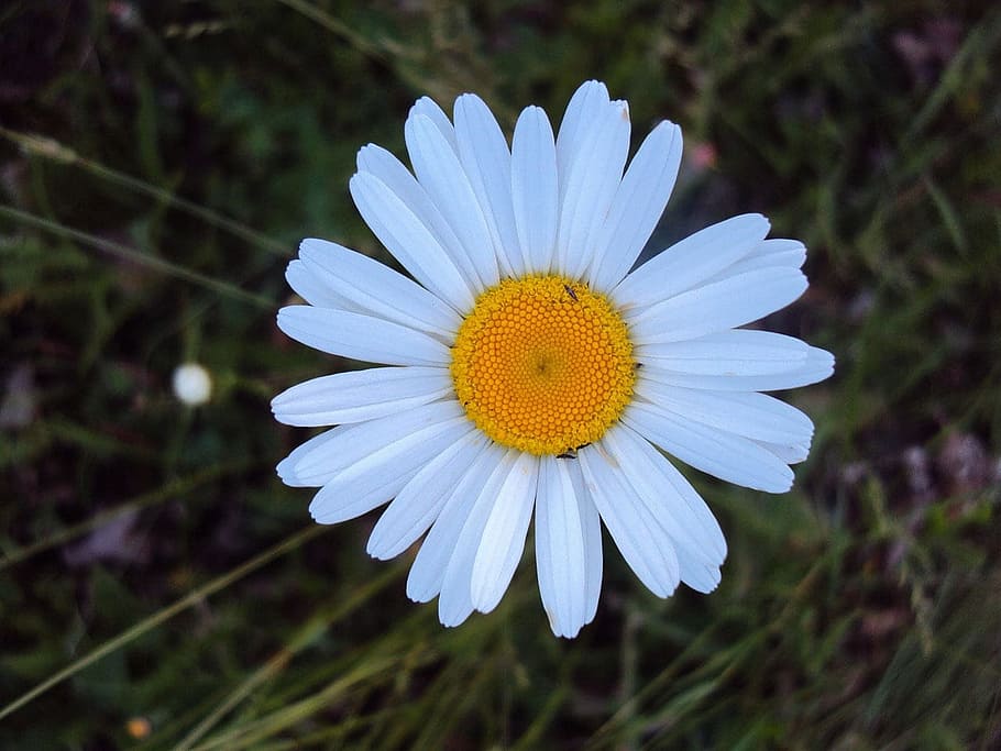 Daisy, White, Oxeye, Flower, Blossom, bloom, floral, petals, HD wallpaper