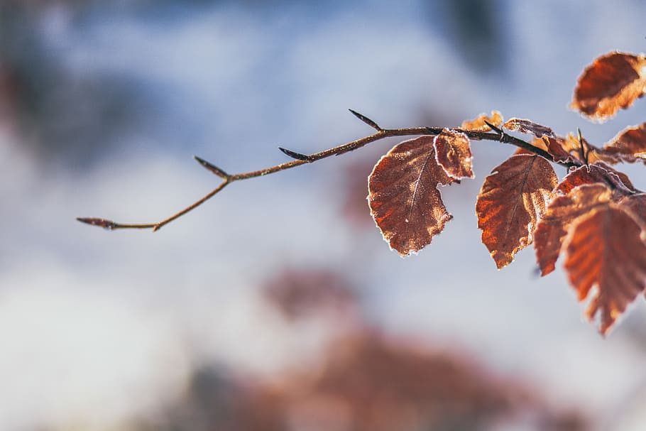 tilt shift lens photography of brown leaf, selective focus photography of dried leaves HD wallpaper