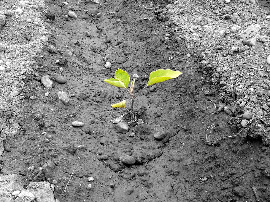 Plant, Outbreak, Nature, Spring, Orchard, dirt, growth, leaf HD wallpaper