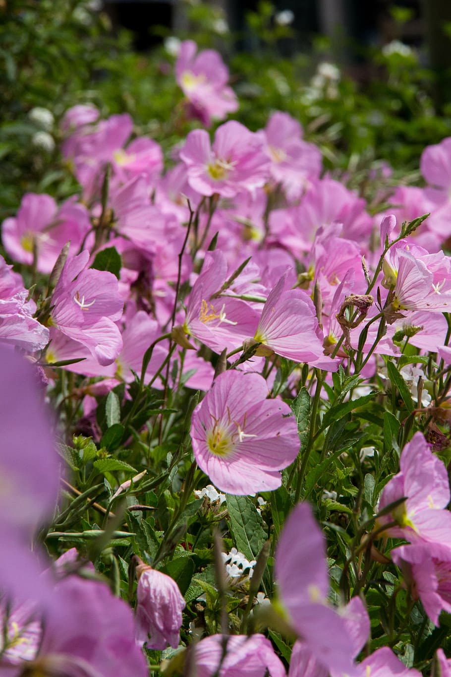 flower, pink, nature, spring, floral, blossom, natural, leaf HD wallpaper