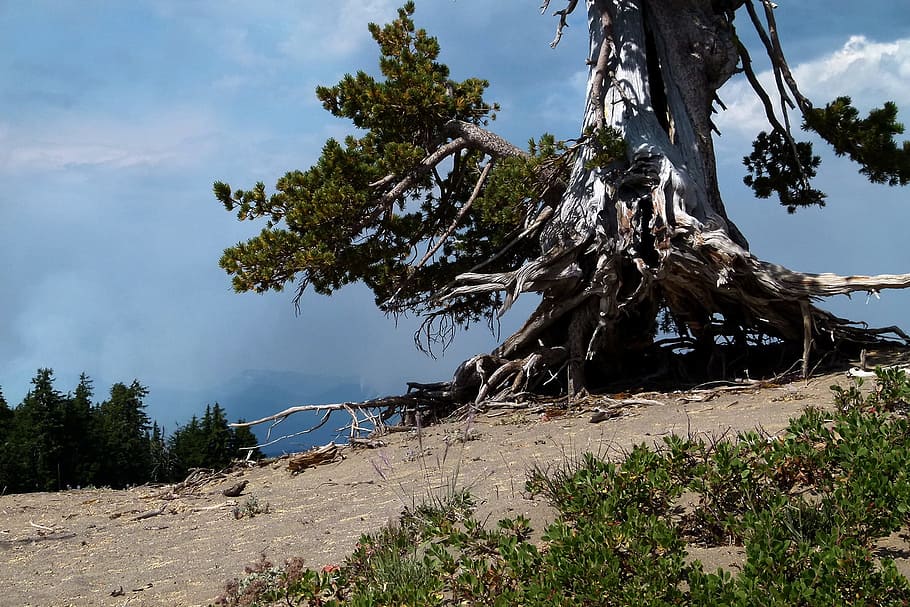 Wildfire, Oregon, Usa, Trees, Forest, erosion, roots, rock, HD wallpaper