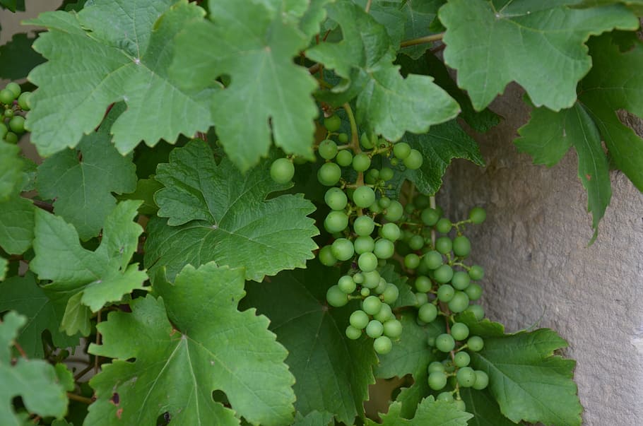 Grape, Grapevine, Leaves, Grapes, wine, winegrowing, fruit HD wallpaper