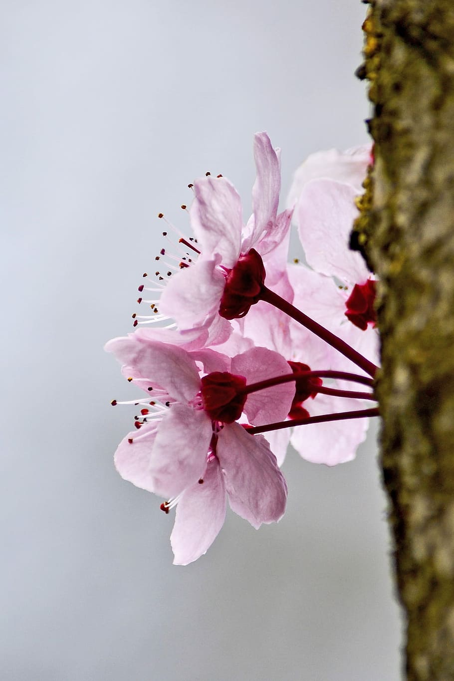 Blossom, Spring, Flower, Tree, Summer, prunus, spring flowers HD wallpaper