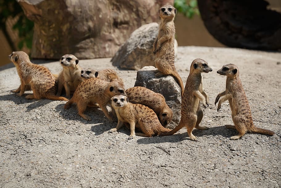 selective focus photography of herd of meerkats, family, pack, HD wallpaper