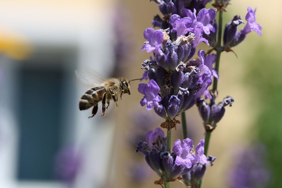 bee, macro, approach, insect, blossom, bloom, flower, nature HD wallpaper