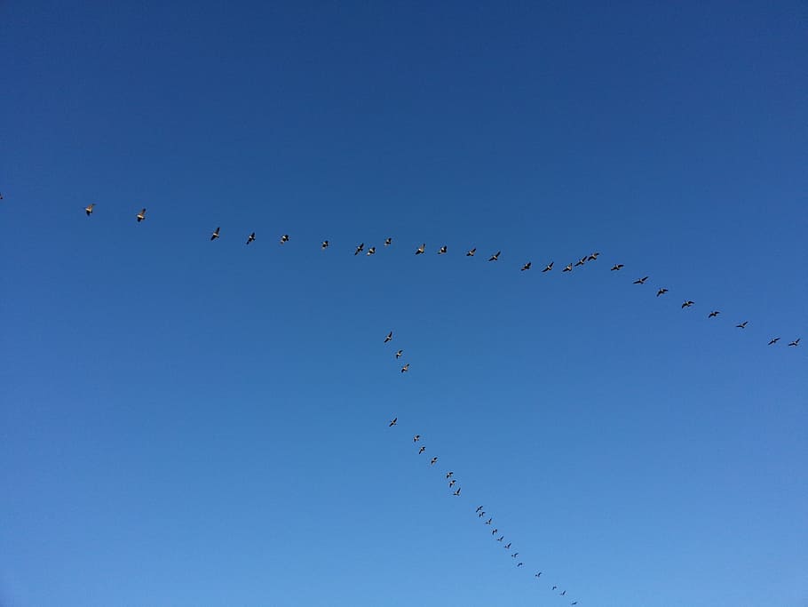 migration, birds, migrating, migratory, flying, flock, flight HD wallpaper