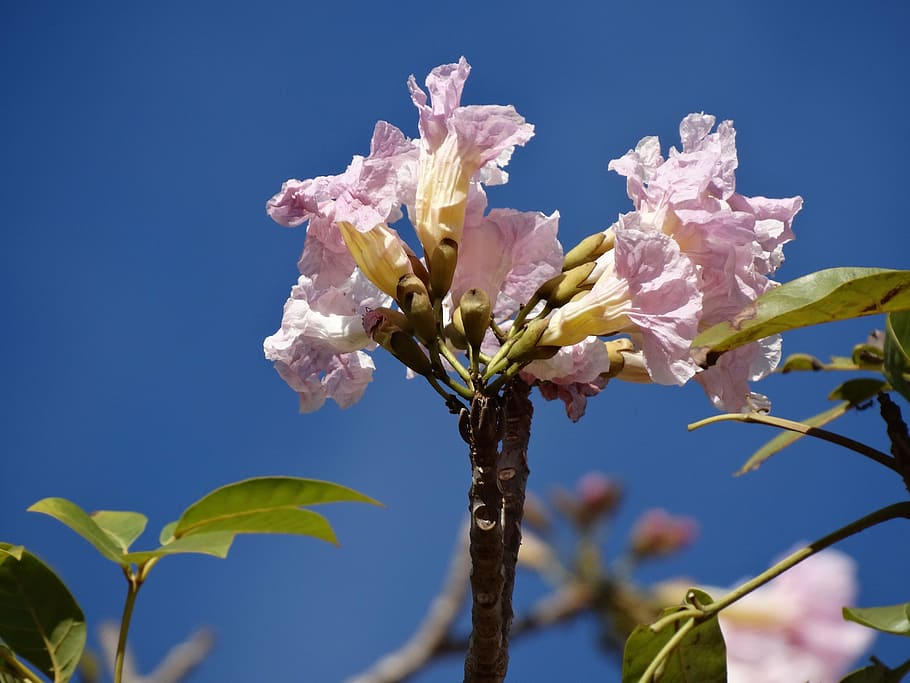 flowers, ipê rosa, flowers roses, nature, spring, ipe flowery, HD wallpaper