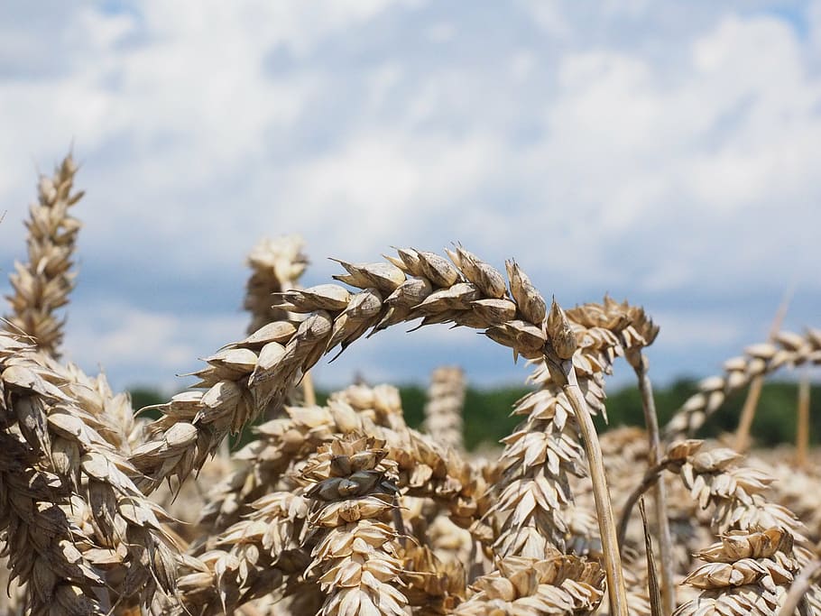 wheat, spike, cereals, grain, field, wheat field, cornfield HD wallpaper