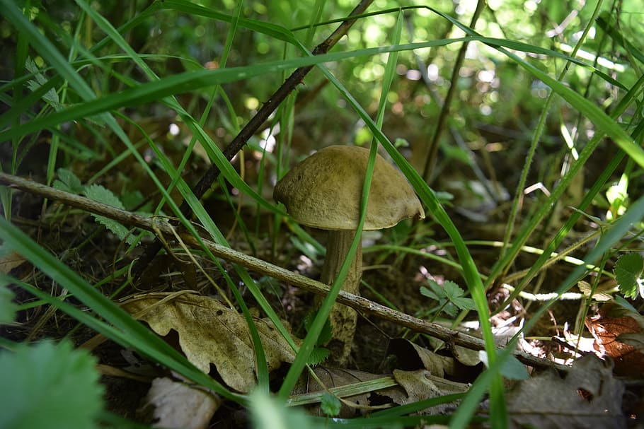 boletus, grass, forest, mushroom, fungus, plant, growth, land HD wallpaper
