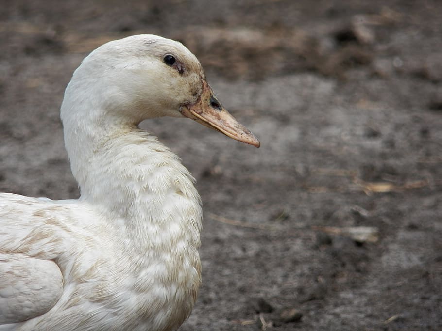 bird, nature, animals, animal wildlife, animals in the wild HD wallpaper
