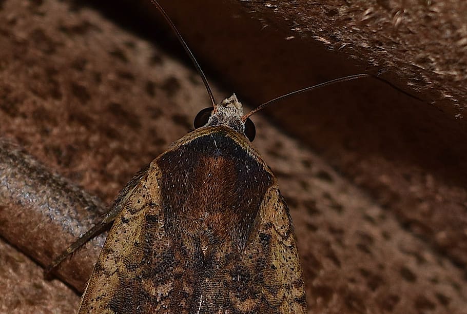 moth, bug, insect, animal, nature, wing, wildlife, fauna, summer HD wallpaper