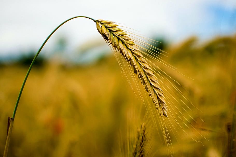 selective focus photography of brown wheat, rye, cereals, nature HD wallpaper