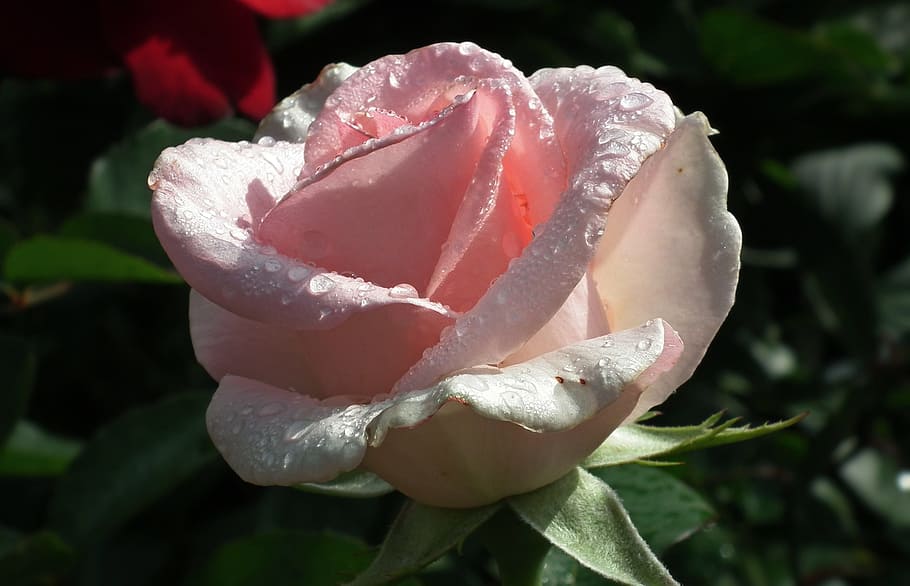 flower, rose, leaf, nature, drops, closeup, flowering plant HD wallpaper
