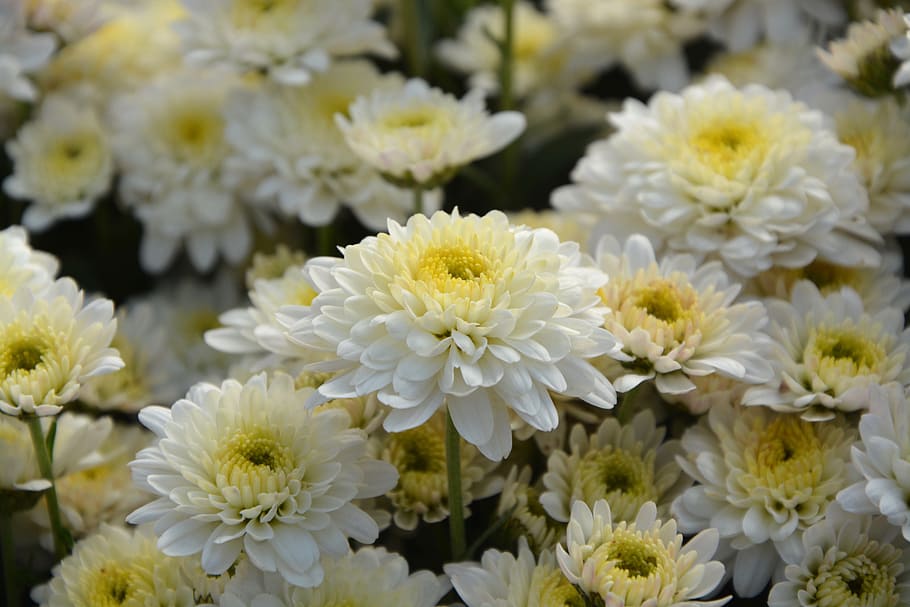 white flowers, white chrysanthemums, flowers fall, petals, massif, HD wallpaper