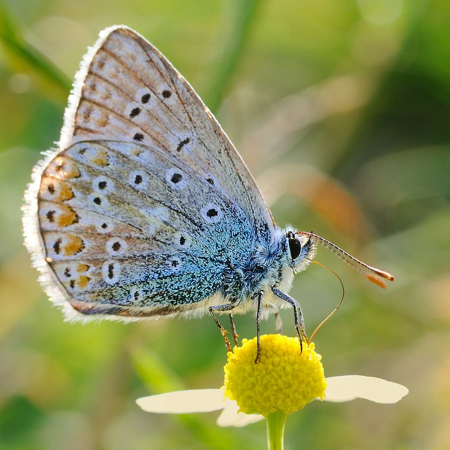 macro photography of black and brown butterfly on yellow flower, HD wallpaper