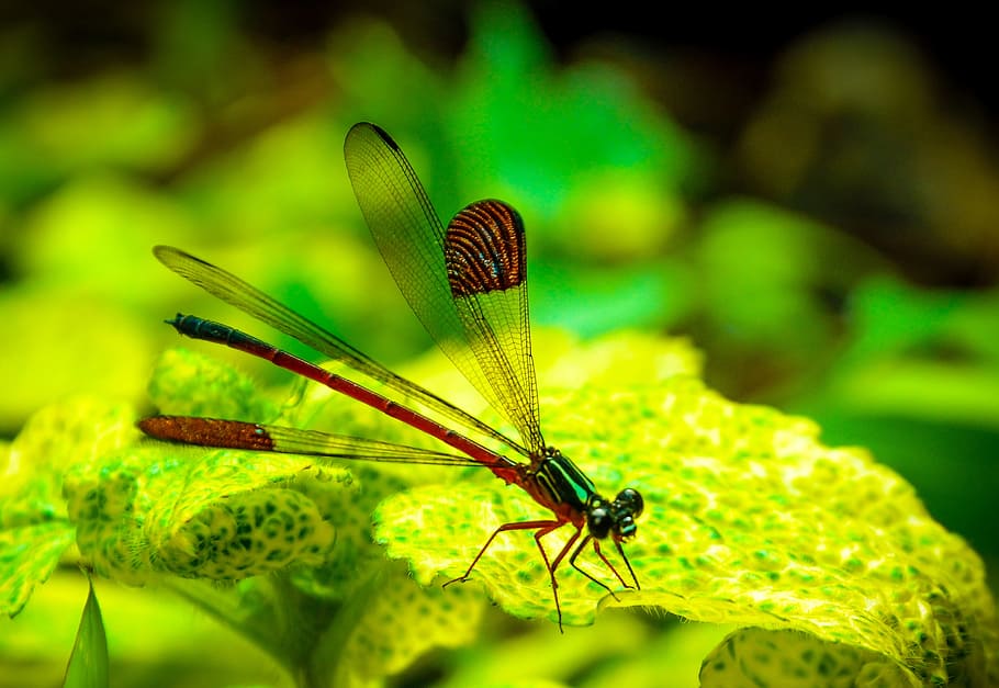 nature, insect, leaf, summer, garden, animal themes, invertebrate HD wallpaper