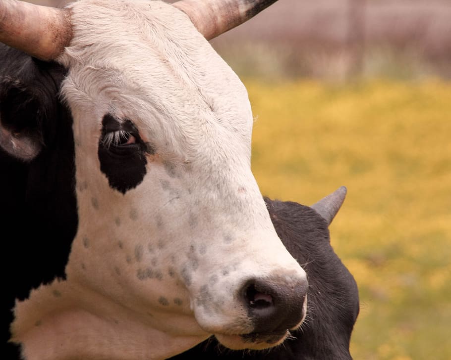 cow, calf, grazing, mammal, animal themes, livestock, domestic animals HD wallpaper