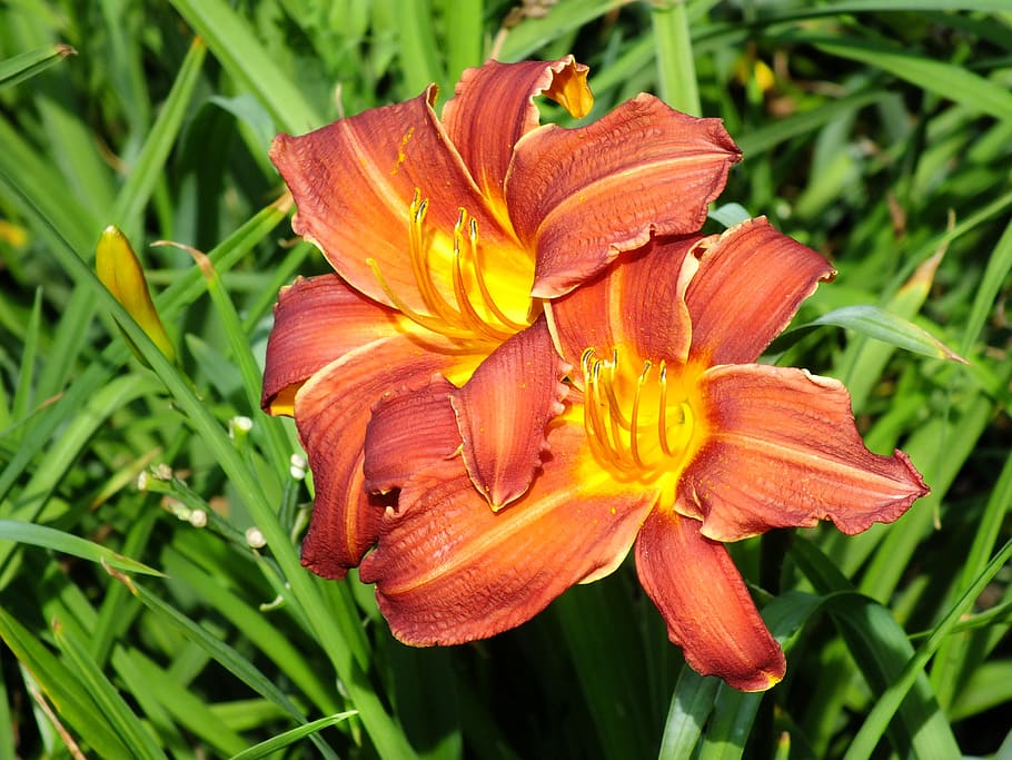 Flowers, Beautiful, summer, nature, plant, close-up, petal HD wallpaper