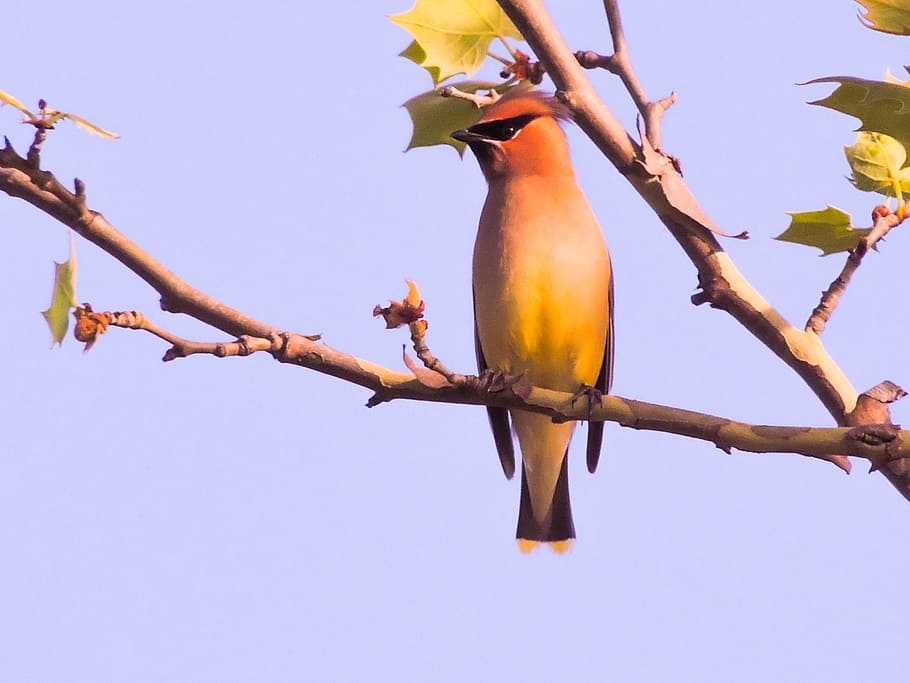 cedar wax wing, sycamore tree, bird, branch, plant, low angle view, HD wallpaper