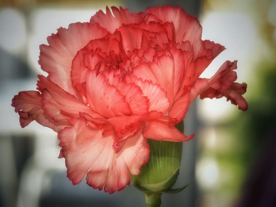 pink and white flower, blossom, bloom, macro, carnation, close HD wallpaper