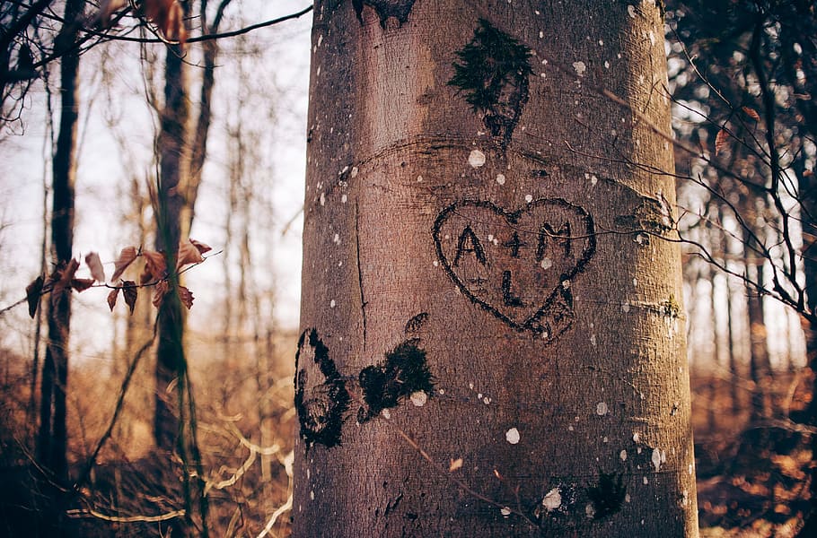 heart, love, tree, embark, woods, forest, couple, plant, text HD wallpaper