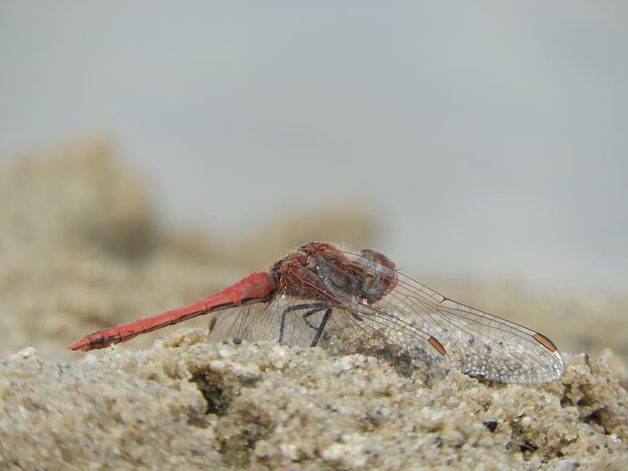dragonfly, wing, insect, sand, orange, animal themes, animal wildlife HD wallpaper