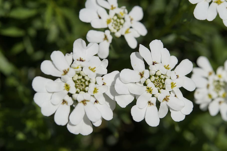 candytuft, iberis sempervirens, white, flowers, bloom, ornamental plant HD wallpaper