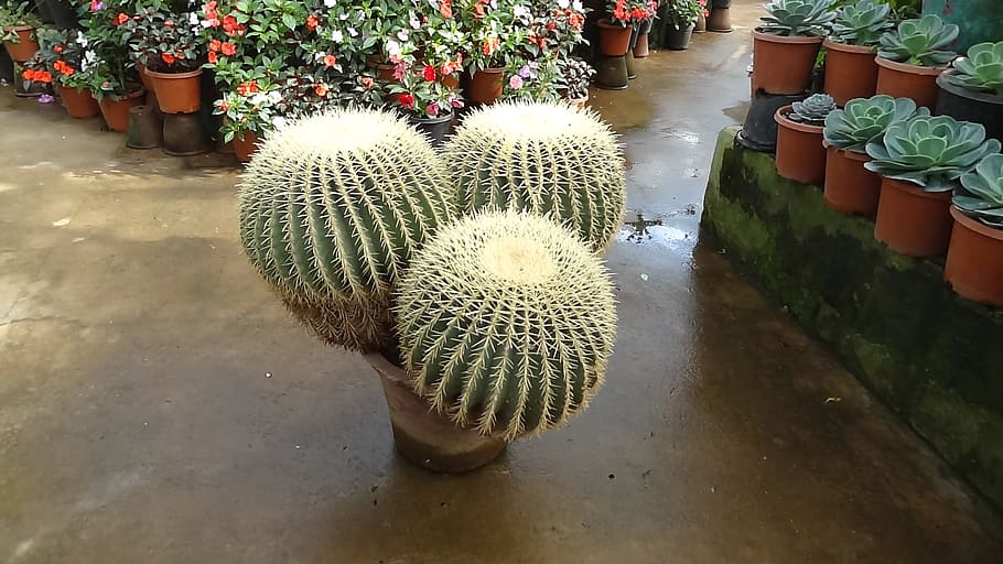 Cactus, Thorns, Plan, Gardening, Spiky, plant, natural, botanical HD wallpaper