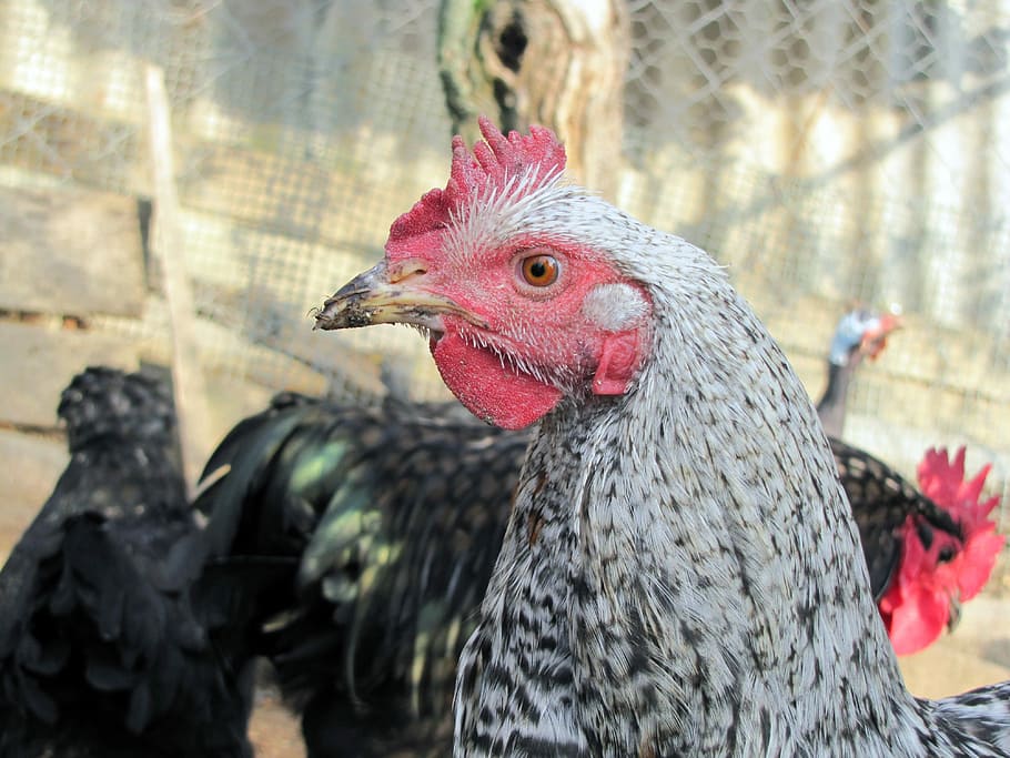 Hen, Bird, Poultry, chicken - bird, livestock, rooster, domestic animals HD wallpaper