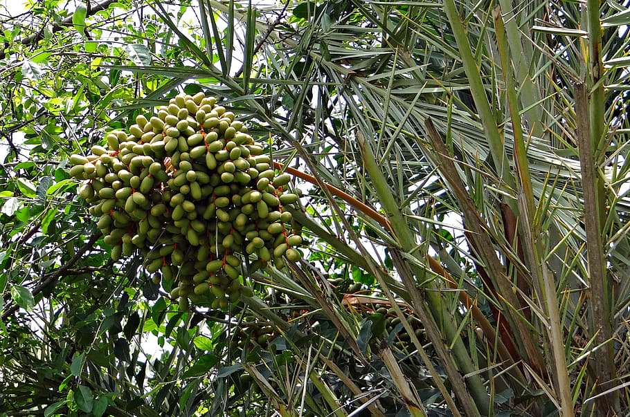 Wild Date Palm, Phoenix Sylvestris, toddy palm, fruits, india, HD wallpaper