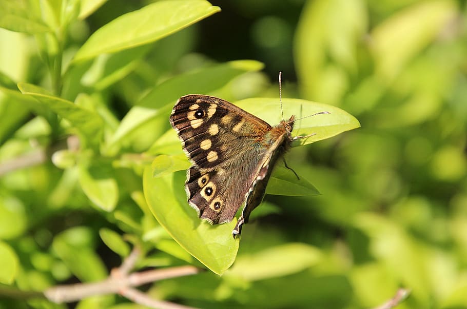 spring, bug, butterfly, bush, antennas, eyes, speckled wood HD wallpaper