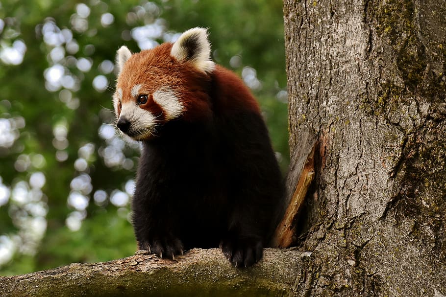 focus photo of red panda on tree branch, bear cat, fire fox, ailurus fulgens, HD wallpaper