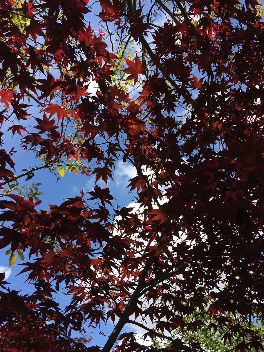 sky, maple, clouds, tree, plant, low angle view, growth, autumn HD wallpaper