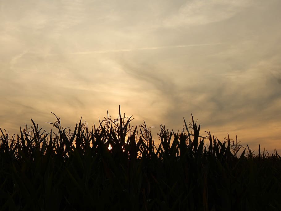 Sunset, Field, Clouds, Fields, Cornfield, agriculture, growth HD wallpaper