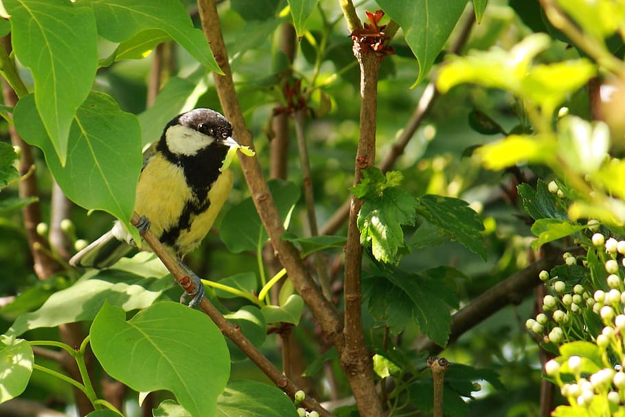 Titmouse, Bird, Spring, Natural, expensive, one animal, leaf HD wallpaper