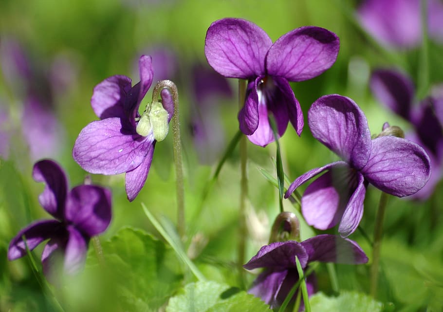 spring flowers, violets, nature, flowering plant, purple, fragility HD wallpaper