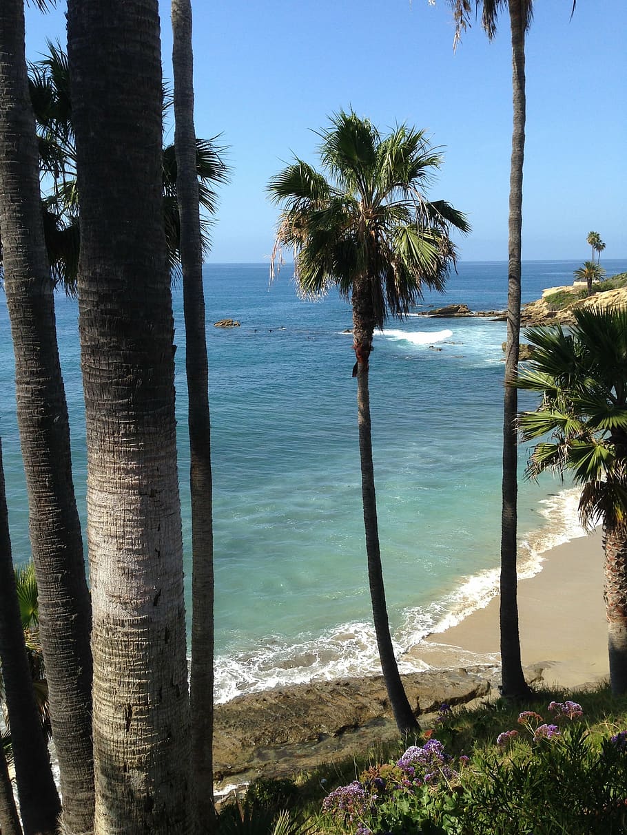 ocean, laguna, beach, palm tree, water, plant, sea, sky, beauty in nature HD wallpaper