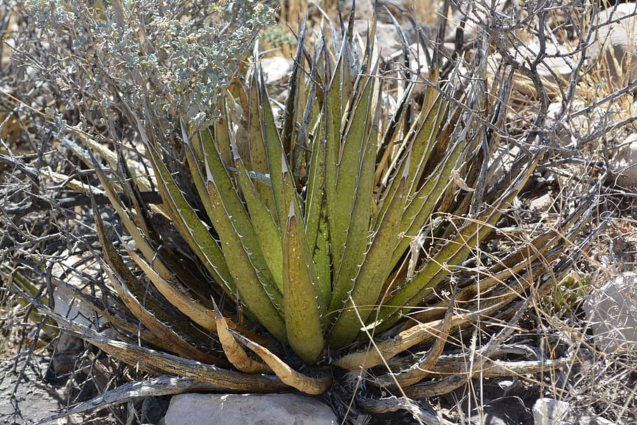 Succulent, Agave, Cactus, Desert, Plant, green, spikes, nature HD wallpaper