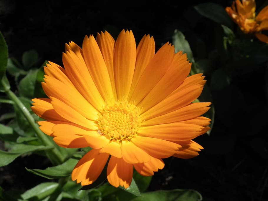 flower, orange, calendula, bright, garden flower, summer, summer flowers HD wallpaper