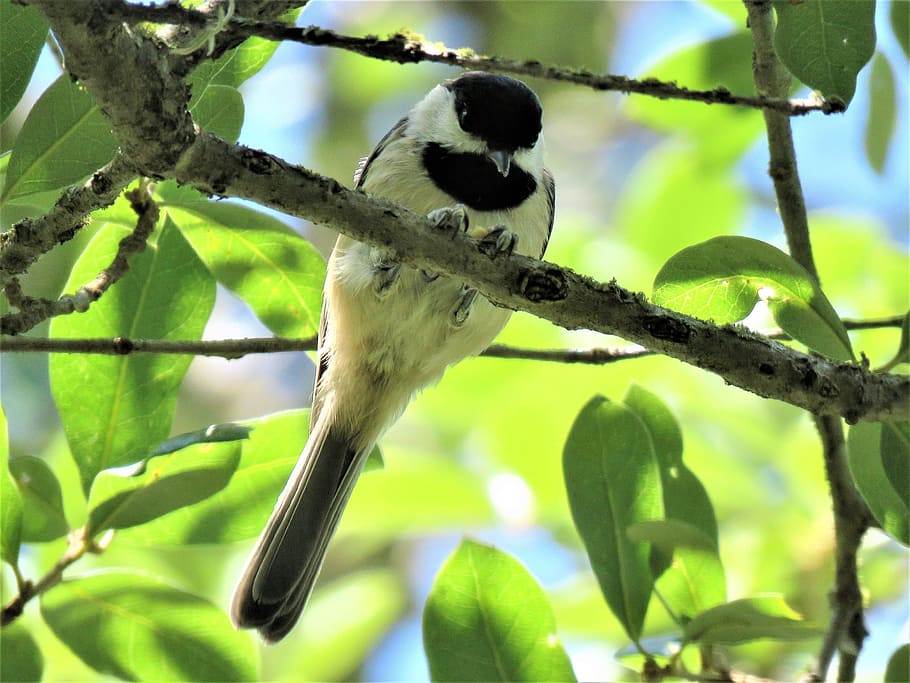 bird, tiny, chickadee, tree, wildlife, animal wildlife, animals in the wild HD wallpaper