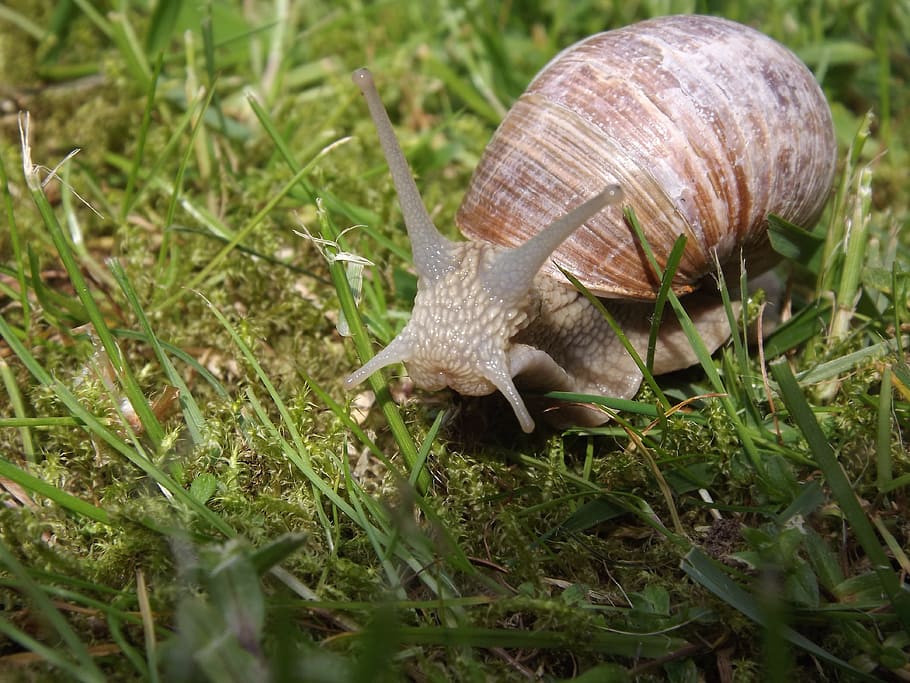 Snail, Mollusk, Shell, one animal, animal themes, animals in the wild HD wallpaper