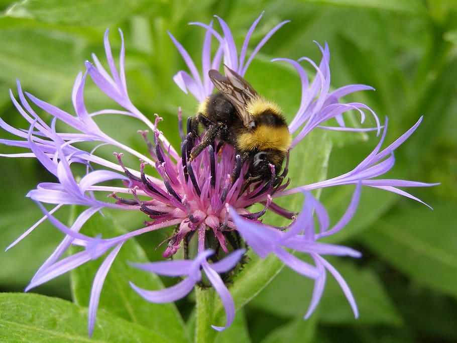 cornflower, close, hummel, nature, violet, purple, bee, insect HD wallpaper