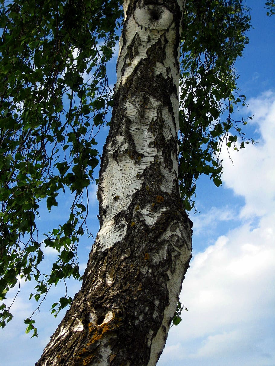 Birch, Tree, Tribe, Bark, Leaves, Wood, nature, tree trunk HD wallpaper