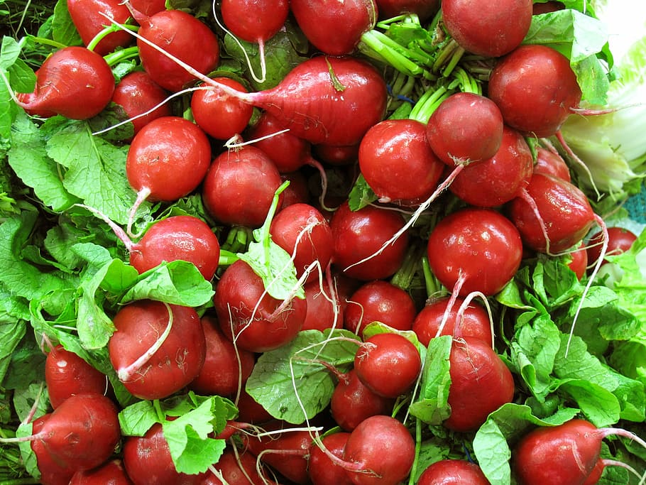 red radish, vegetable, salad, food, food and drink, freshness HD wallpaper